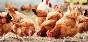 Sheng Holdings Fresh Produce Chickens